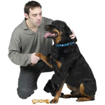 Dog Chews Rawhide: Contact Us